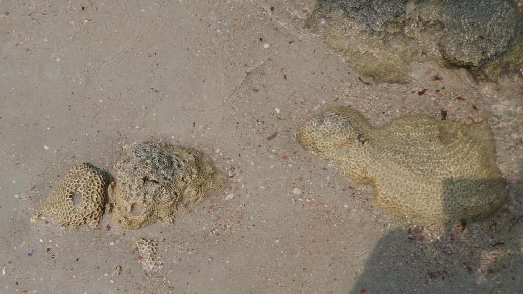 20161106_112519